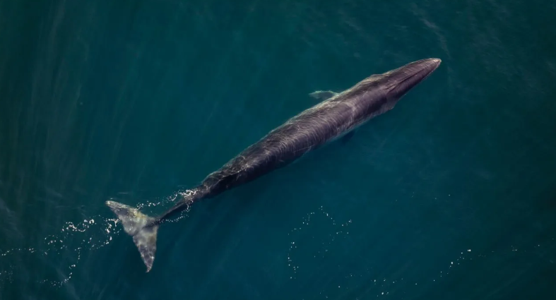 La ballena Sei (Balaenoptera borealis) es imponente, fácil de reconocer por su color gris con el vientre blanco y su cuerpo alargado.